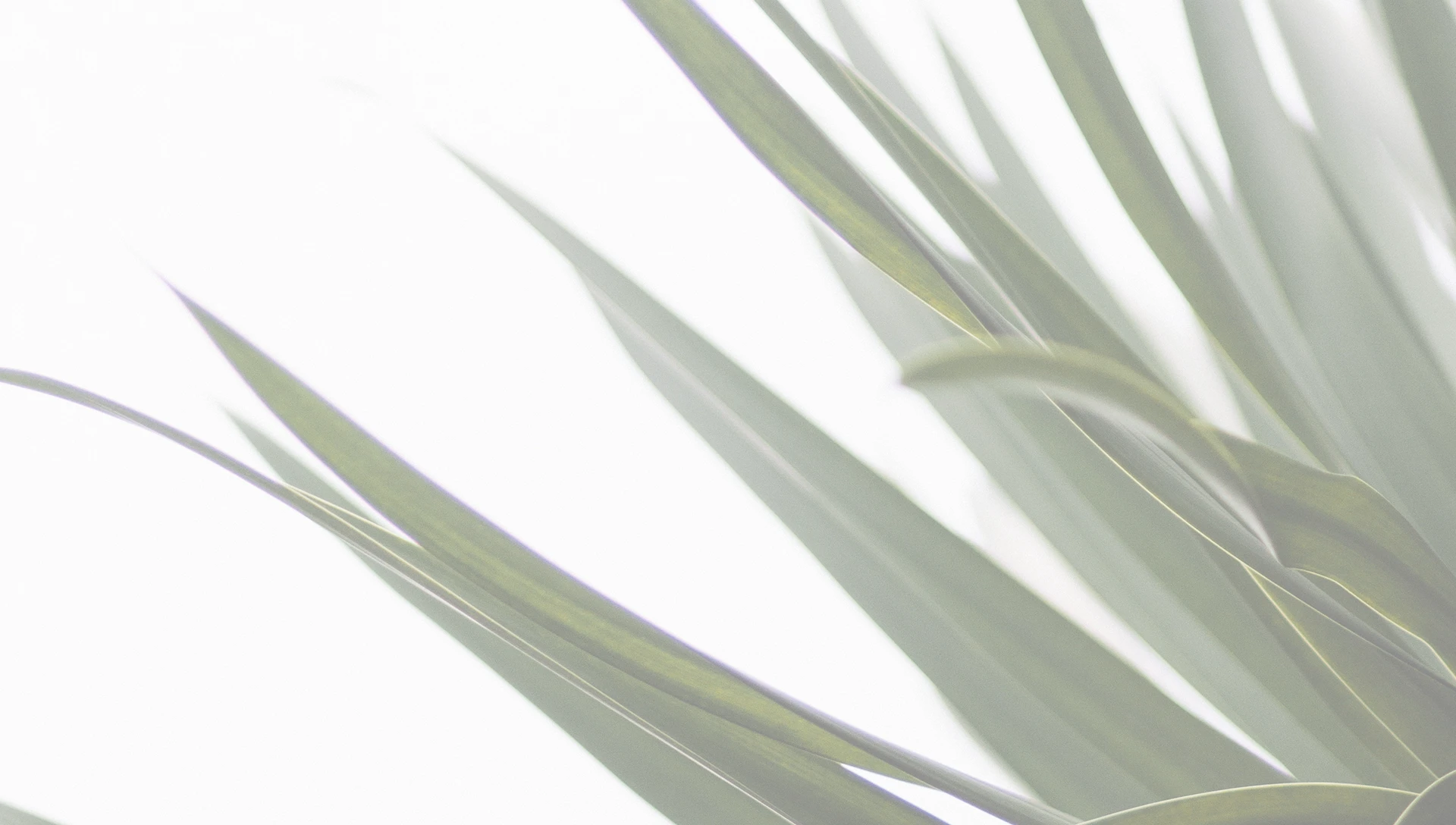 Faded aloe plant.